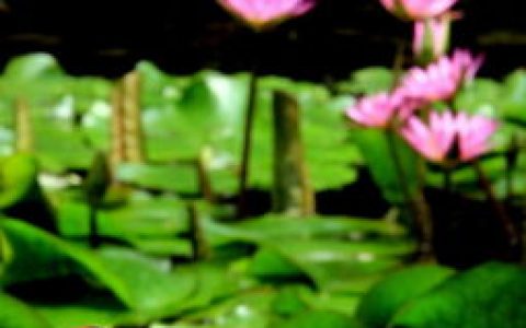 夏天在哪儿写一首儿歌(夏天在哪里儿歌,夏天在哪里呢?写一写你发现的夏天)-机械百科